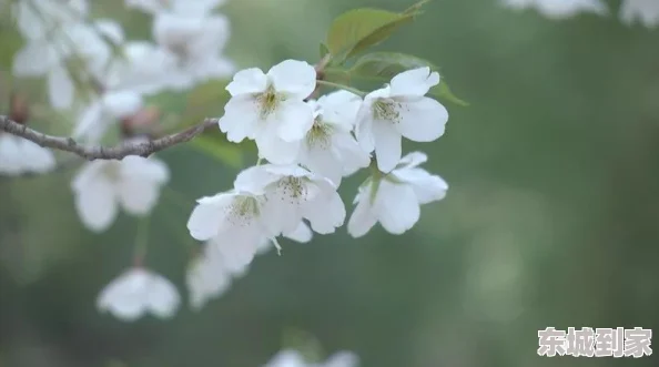 久久cao春天来了，花园里百花齐放，蝴蝶翩翩起舞